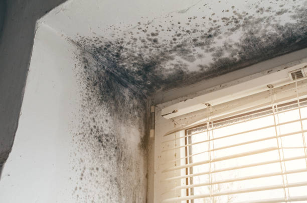 Affordable Mold Cleanup solutions in Anna, IL